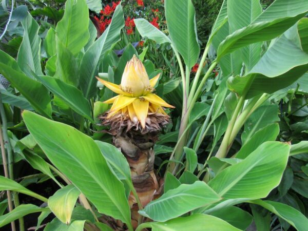 Musa (Musella) lasiocarpa / Chinese Dwarf Banana Plant