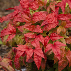 Nandina Firepower