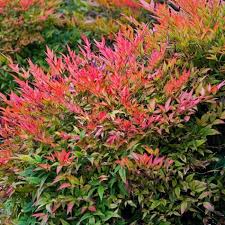 Nandina Gulf Stream / Heavenly Bamboo