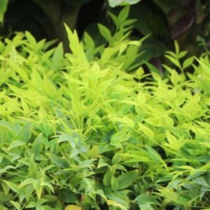 Nandina Lemon Lime / Heavenly Bamboo