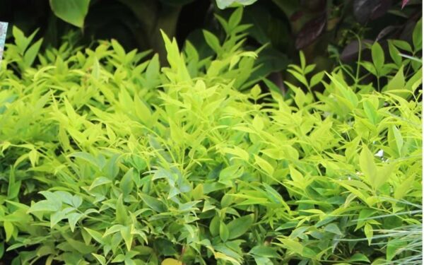 Nandina Lemon Lime / Heavenly Bamboo