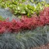 Nandina domestica 'Obsessed' - 5L