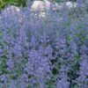 Nepeta Walkers Low - 2L