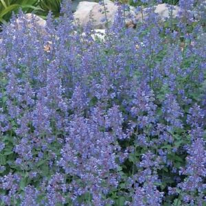 Nepeta Walkers Low