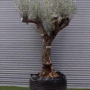 Olea europaea / Mature Olive Tree 60-80cm girth