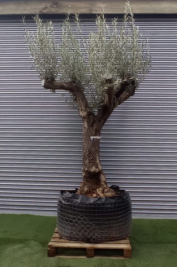 Olea europaea / Mature Olive Tree 60-80cm girth
