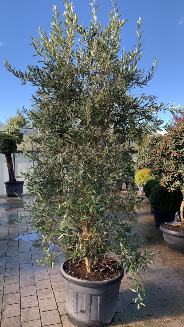 Olea Europaea / Olive  natural conical shape