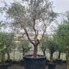 Olea Europaea Mature Specimen