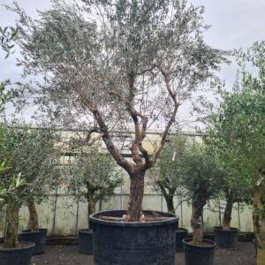 Olea Europaea Mature Specimen