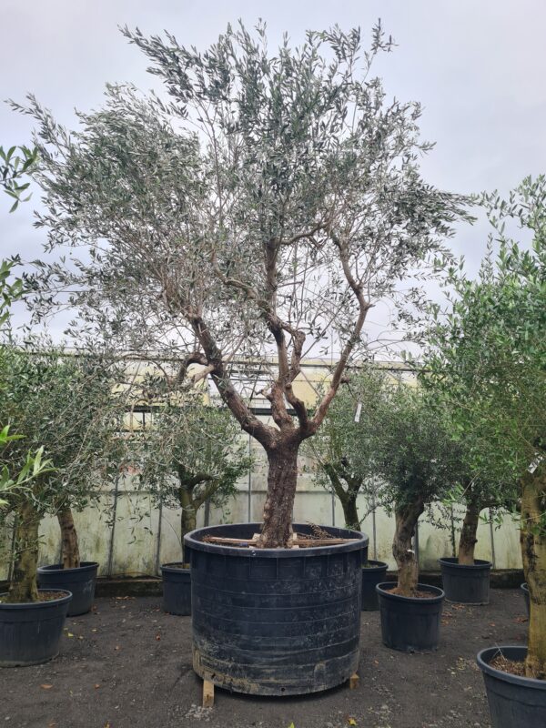 Olea Europaea Mature Specimen