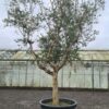 Olea Europaea Mature Specimen - Image 2