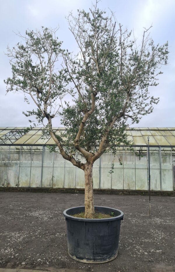 Olea Europaea Mature Specimen - Image 2