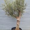 Olive Tree / Olea Europaea 50-60cm girth - 110L 50-60cm girth