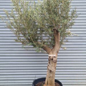 Olive Tree / Olea Europaea 50-60cm girth