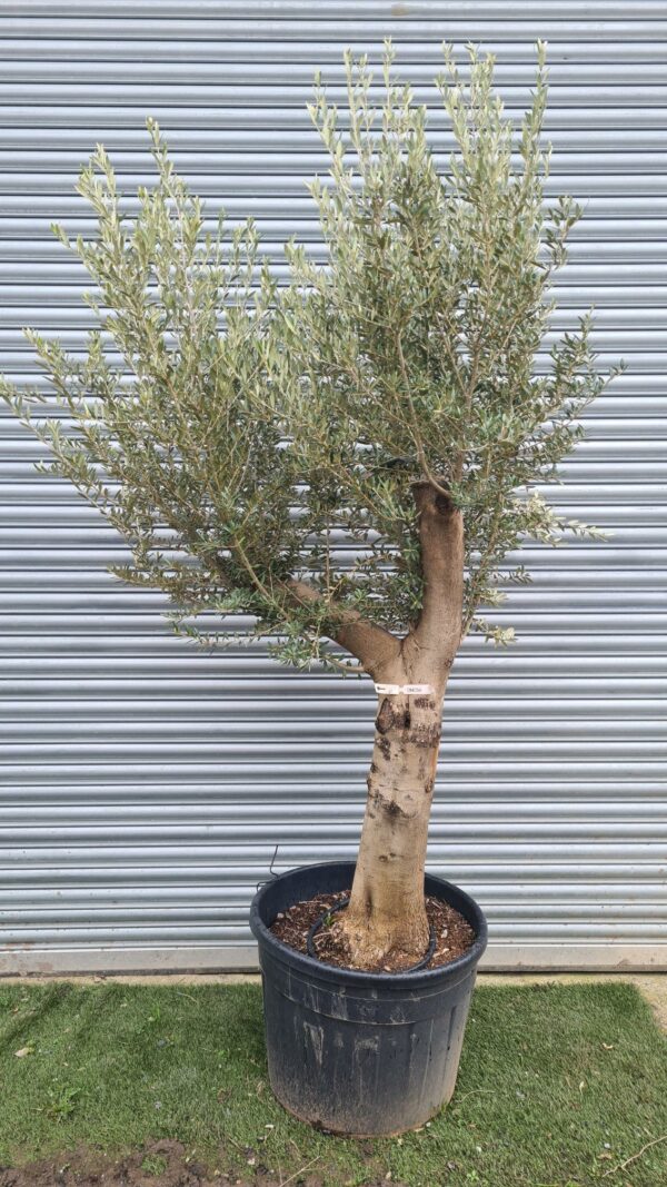 Olive Tree / Olea Europaea 50-60cm girth