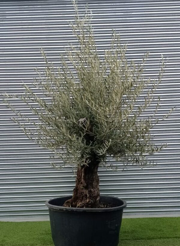 Olea Europaea / Mature Olive Tree 80-100cm girth - Image 2
