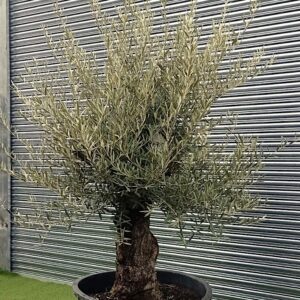 Olea Europaea / Mature Olive Tree 80-100cm girth