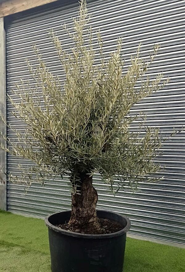 Olea Europaea / Mature Olive Tree 80-100cm girth