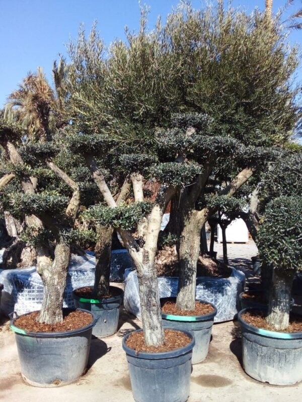 Olea europaea Bonsai Shape / Olive Bonsai