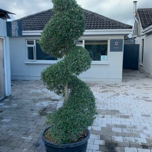 Olea europaea / Olive Spirals