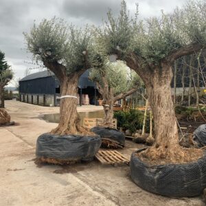 Centennial Olive Trees / Olea europaea
