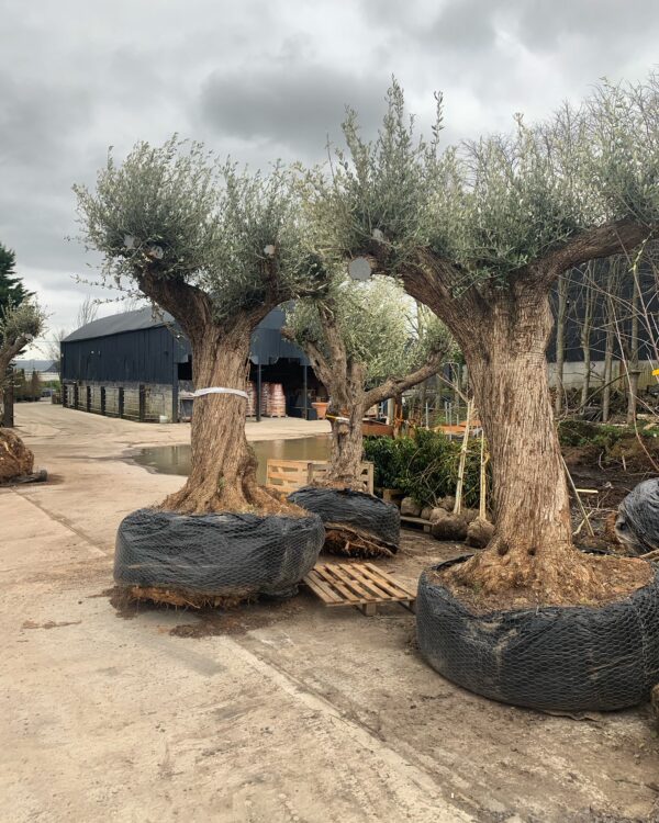 Centennial Olive Trees / Olea europaea