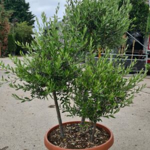 Olea europaea Pom Pom Shape