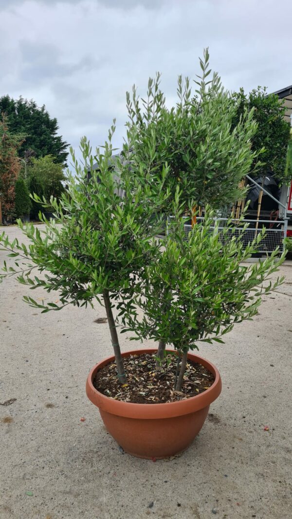Olea europaea Pom Pom Shape