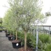 Olea europaea / Olive Tree - 110L 14-16cm girth, 1/2 standard, Tuscan Form