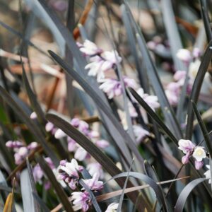 Ophiopogon plan.  'Hosoba Kokuryu'