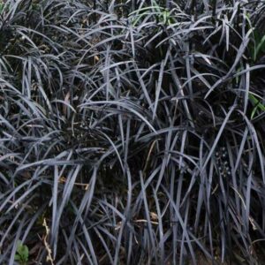 Ophiopogon ‘Nigrescens’