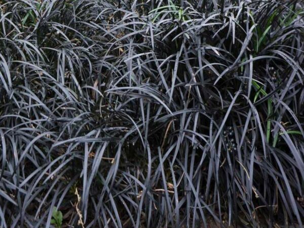 Ophiopogon ‘Nigrescens’