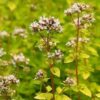 Origanum vulgare ‘Aureum’ - 9cm Pot