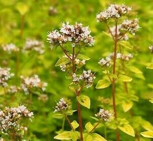 Origanum vulgare ‘Aureum’