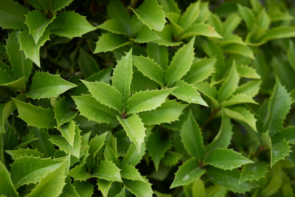 Osmanthus aquifolium Specimen Bush