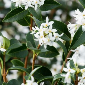 Osmanthus x burkwoodii