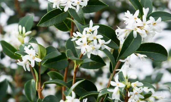 Osmanthus x burkwoodii
