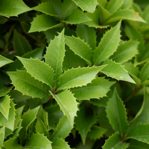 Osmanthus x Fortunei