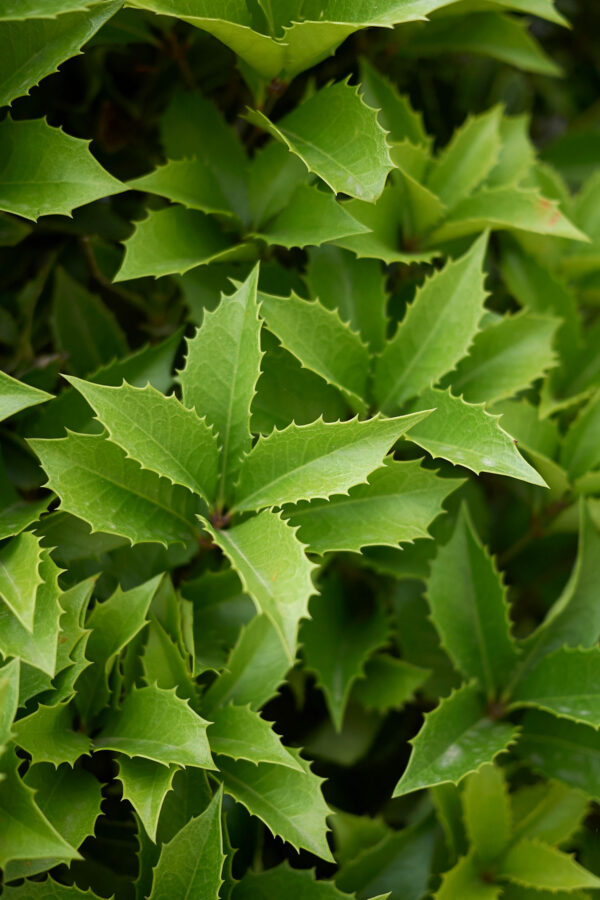 Osmanthus x Fortunei