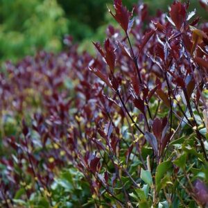 Osmanthus heterophyllus 'Purpureus'