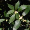 Osmanthus heterophyllus - 150L 200-250cm
