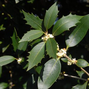 Osmanthus heterophyllus Parachute Form