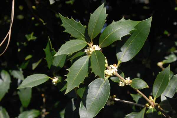 Osmanthus heterophyllus Parachute Form