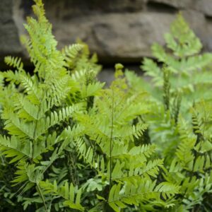 Osmunda Regalis