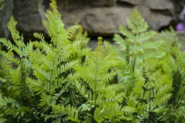 Osmunda Regalis