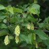 Ostrya carpinifolia / European Hop Hornbeam - 600L 25-30cm girth, 5 -6metres tall