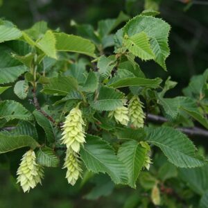 Ostrya carpinifolia / European Hop Hornbeam