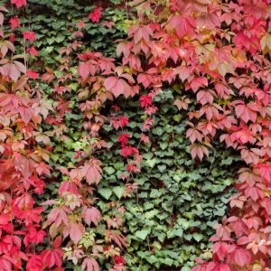 Parthenocissus quinquefolia / Virginia Creeper