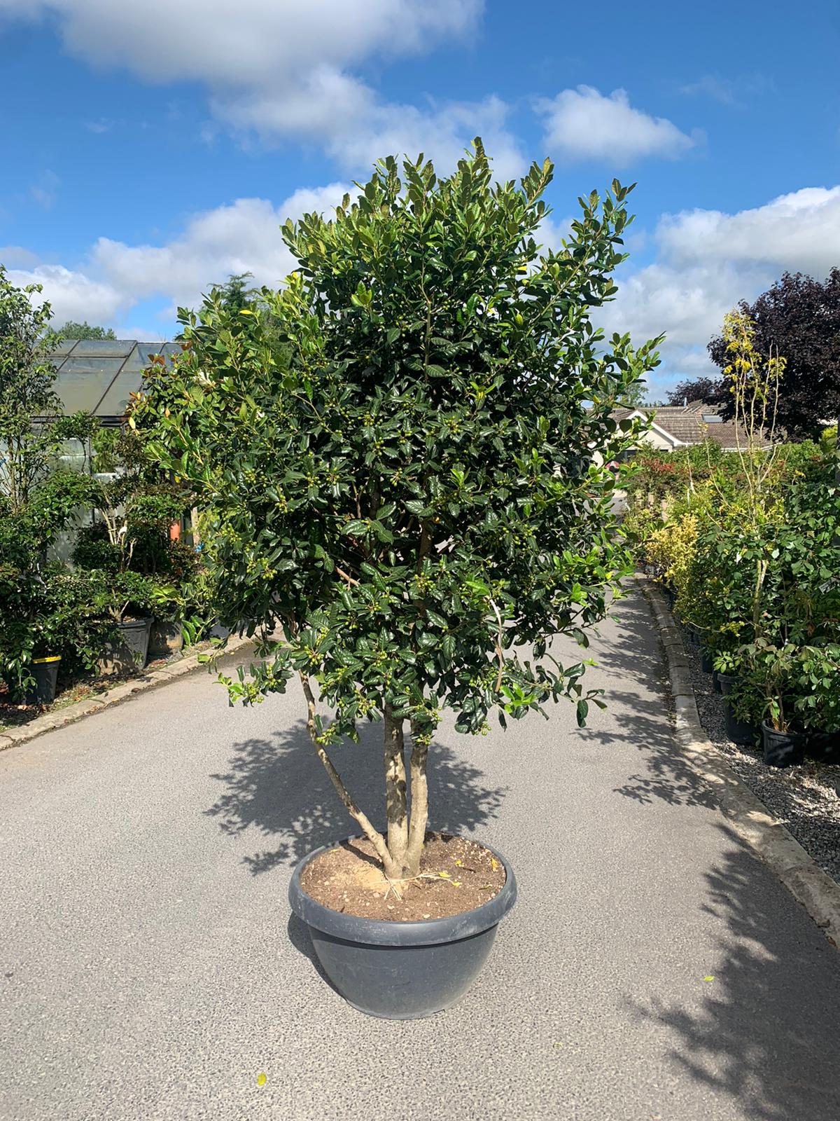 Ilex Nellie Stevens Multistem