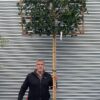 Ilex Nellie Stevens Standard Espalier - 55L 10-12cm girth, 1.9m stem, frame 1m W x 1m H